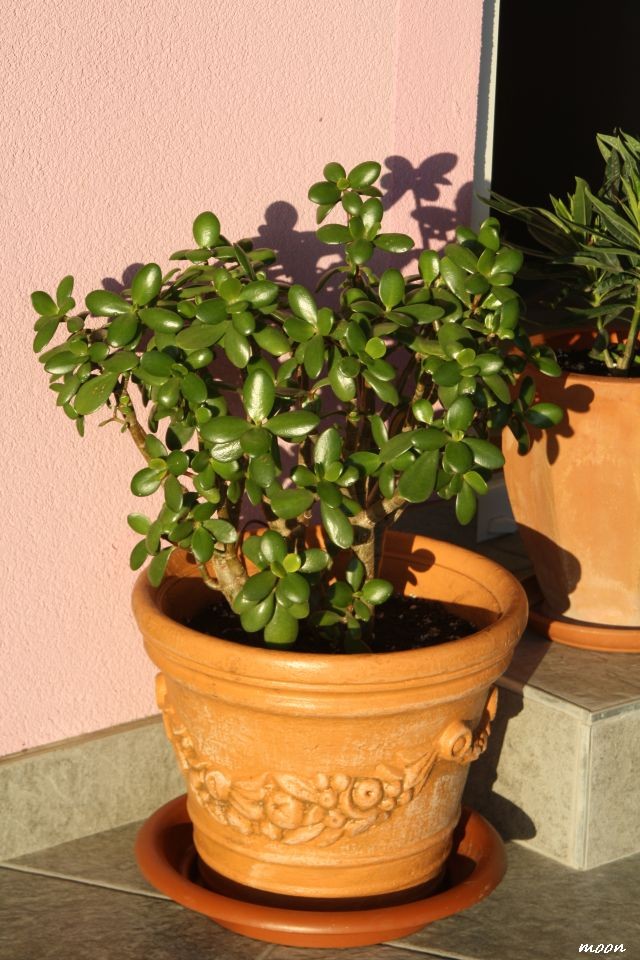 crassula